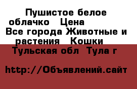 Пушистое белое облачко › Цена ­ 25 000 - Все города Животные и растения » Кошки   . Тульская обл.,Тула г.